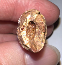 Load image into Gallery viewer, Phytosaur HUGE Fossil Tooth 1.44 Inches! Great Serrations! Triassic Aquatic Reptile!