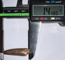 Load image into Gallery viewer, Phytosaur HUGE Fossil Tooth 1.44 Inches! Great Serrations! Triassic Aquatic Reptile!