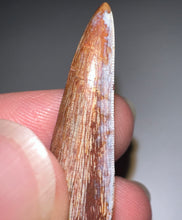 Load image into Gallery viewer, Phytosaur HUGE Fossil Tooth 1.71 Inches! Fantastic Serrations! Triassic Aquatic Reptile!