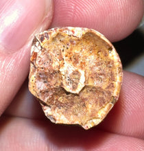 Load image into Gallery viewer, Phytosaur HUGE Fossil Tooth 1.84 Inches! Fantastic Serrations! Triassic Aquatic Reptile!