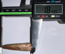 Load image into Gallery viewer, Phytosaur HUGE Fossil Tooth 1.84 Inches! Fantastic Serrations! Triassic Aquatic Reptile!