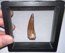 Load image into Gallery viewer, Phytosaur HUGE Fossil Tooth 1.84 Inches! Fantastic Serrations! Triassic Aquatic Reptile!