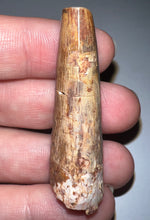 Load image into Gallery viewer, Phytosaur HUGE Fossil Tooth 1.95 Inches! Great Serrations! Triassic Aquatic Reptile!