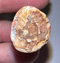 Load image into Gallery viewer, Phytosaur HUGE Fossil Tooth 1.95 Inches! Great Serrations! Triassic Aquatic Reptile!