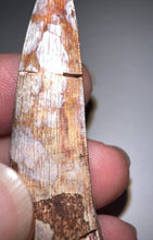 Load image into Gallery viewer, Phytosaur Monster Size Fossil Tooth 2.25 Inches! Fantastic Serrations! Triassic Aquatic Reptile!