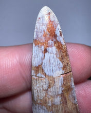 Load image into Gallery viewer, Phytosaur Monster Size Fossil Tooth 2.25 Inches! Fantastic Serrations! Triassic Aquatic Reptile!