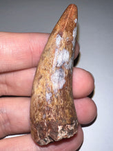 Load image into Gallery viewer, Phytosaur Monster Size Fossil Tooth 2.42 Inches! Fantastic Serrations! Triassic Aquatic Reptile!