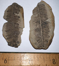 Load image into Gallery viewer, Large Fossil Tree Ferns from Mazon Creek both halves 2.2 Inches One Pair Per Order