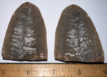 Load image into Gallery viewer, Large Fossil Tree Ferns from Mazon Creek both halves 2.2 Inches One Pair Per Order