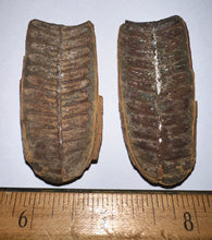 Load image into Gallery viewer, Large Fossil Tree Ferns from Mazon Creek both halves 2.2 Inches One Pair Per Order