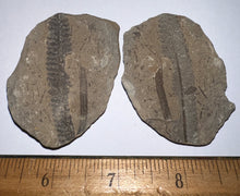 Load image into Gallery viewer, Large Fossil Tree Ferns from Mazon Creek both halves 2.2 Inches One Pair Per Order