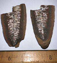 Load image into Gallery viewer, Large Fossil Tree Ferns from Mazon Creek both halves 2.2 Inches One Pair Per Order