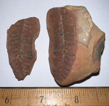 Load image into Gallery viewer, Large Fossil Tree Ferns from Mazon Creek both halves 2.2 Inches One Pair Per Order