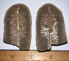 Load image into Gallery viewer, Large Fossil Tree Ferns from Mazon Creek both halves 2.2 Inches One Pair Per Order