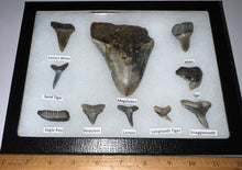 Load image into Gallery viewer, XL Premium Labeled 10 Fossil Shark Tooth Collection in a Riker Mount with a Megalodon