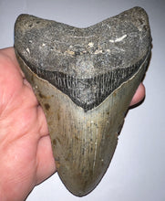 Load image into Gallery viewer, Huge Megalodon Fossil Shark Tooth 4.82 Inches Great Serrations! Not Repaired!