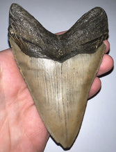 Load image into Gallery viewer, Huge Megalodon Fossil Shark Tooth 4.64 Inches Fantastic Serrations! Not Repaired!