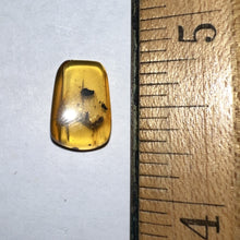 Load image into Gallery viewer, Dinosaur age Burmite Fossil AMBER with rare EARWIG! TESTED FOR AUTHENTICITY!!