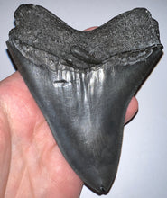 Load image into Gallery viewer, Huge Megalodon Jet Black Fossil Shark Tooth 4.89 Inches Fantastic Serrations! Not Repaired!