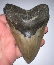 Load image into Gallery viewer, Huge Megalodon Fossil Shark Tooth 5.01 Inches! Not Repaired! INCREDIBLE Serrations!