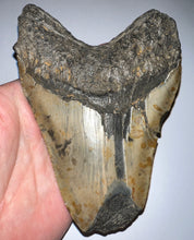 Load image into Gallery viewer, Huge Megalodon Fossil Shark Tooth 5.49 Inches! Not Repaired!