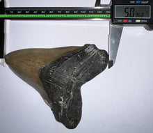 Load image into Gallery viewer, Huge Megalodon Pathological Fossil Shark Tooth with Residual Cusp 5.09 Inches! Not Repaired! Fantastic Serrations!