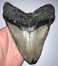 Load image into Gallery viewer, HUGE Megalodon Fossil Shark Tooth 5.84 Inches! Not Repaired!