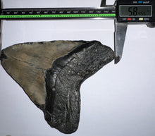 Load image into Gallery viewer, HUGE Megalodon Fossil Shark Tooth 5.84 Inches! Not Repaired!