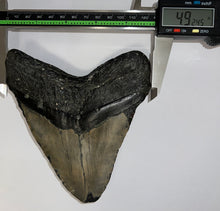 Load image into Gallery viewer, HUGE Megalodon Fossil Shark Tooth 5.84 Inches! Not Repaired!