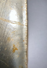 Load image into Gallery viewer, HUGE Megalodon Fossil Shark Tooth 5.63 Inches! Not Repaired! INCREDIBLE Serrations!