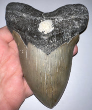 Load image into Gallery viewer, HUGE Megalodon Fossil Shark Tooth 5.53 Inches! Not Repaired! Fantastic Serrations!