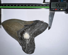 Load image into Gallery viewer, HUGE Megalodon Fossil Shark Tooth 5.53 Inches! Not Repaired! Fantastic Serrations!