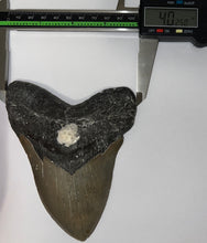Load image into Gallery viewer, HUGE Megalodon Fossil Shark Tooth 5.53 Inches! Not Repaired! Fantastic Serrations!