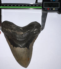 Load image into Gallery viewer, HUGE Megalodon Fossil Shark Tooth 5.76 Inches! Not Repaired! Fantastic Serrations!