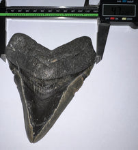 Load image into Gallery viewer, Monster Size Megalodon Fossil Shark Tooth 6.21 Inches Fantastic Serrations! Not Repaired!