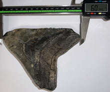 Load image into Gallery viewer, Monster Size Megalodon Fossil Shark Tooth 6.03 Inches! Just under 5 inches wide!