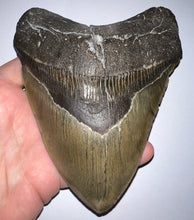 Load image into Gallery viewer, GEM Monster Size Megalodon Fossil Shark Tooth 6.1 Inches Not Repaired! INCREDIBLE Serrations!