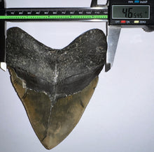 Load image into Gallery viewer, GEM Monster Size Megalodon Fossil Shark Tooth 6.1 Inches Not Repaired! INCREDIBLE Serrations!