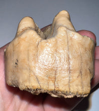 Load image into Gallery viewer, Super Rare Deinothere Fossil Molar Prodeinotherium 2.44 Inches