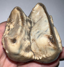 Load image into Gallery viewer, Super Rare Deinothere Large Fossil Molar Prodeinotherium 2.65 Inches