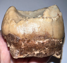 Load image into Gallery viewer, Super Rare Deinothere Large Fossil Molar Prodeinotherium 2.65 Inches