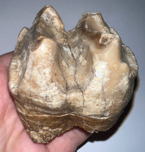 Load image into Gallery viewer, Super Rare Deinothere Large Fossil Molar Prodeinotherium 2.65 Inches