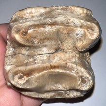 Load image into Gallery viewer, Super Rare Deinothere Large Fossil Molar Prodeinotherium 2.65 Inches
