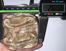 Load image into Gallery viewer, Super Rare Deinothere Large Fossil Molar Prodeinotherium 2.65 Inches