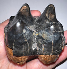 Load image into Gallery viewer, Super Rare Deinothere Large Fossil Molar Prodeinotherium 2.64 Inches