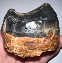 Load image into Gallery viewer, Super Rare Deinothere Large Fossil Molar Prodeinotherium 2.64 Inches
