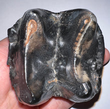 Load image into Gallery viewer, Super Rare Deinothere Large Fossil Molar Prodeinotherium 2.64 Inches