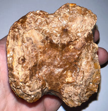Load image into Gallery viewer, Super Rare Deinothere Large Fossil Molar Prodeinotherium 2.64 Inches