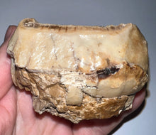 Load image into Gallery viewer, Super Rare Deinothere Large Fossil Molar Prodeinotherium 2.73 Inches