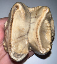 Load image into Gallery viewer, Super Rare Deinothere Large Fossil Molar Prodeinotherium 2.73 Inches